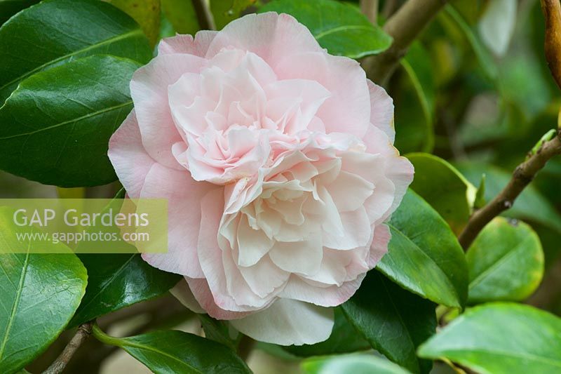 Camellia japonica 'Debutante' - Camellia 'Debutante'