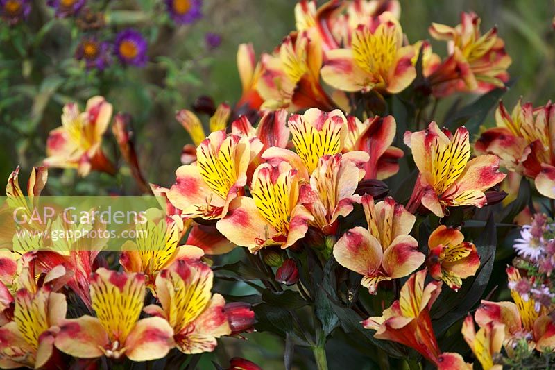 Alstroemeria 'Indian Summer' - Peruvian lily 'Indian Summer'