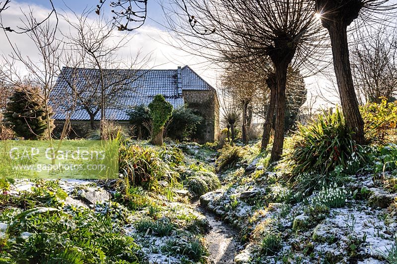 General views of garden carpeted with Galanthus - Snowdrop - in snow