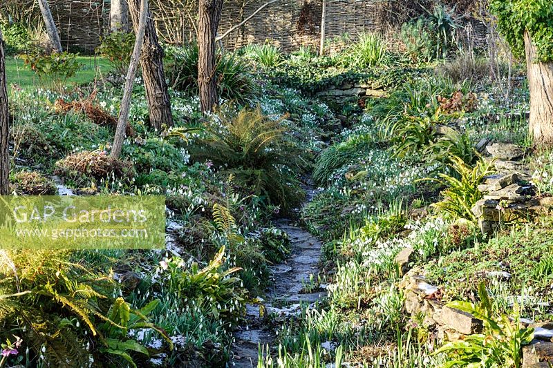 General view along ditch, banks carpeted with Galanthus - Snowdrop 