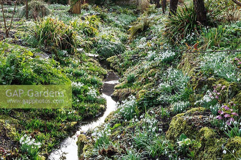 General view of ditch, banks carpeted with Galanthus - Snowdrop