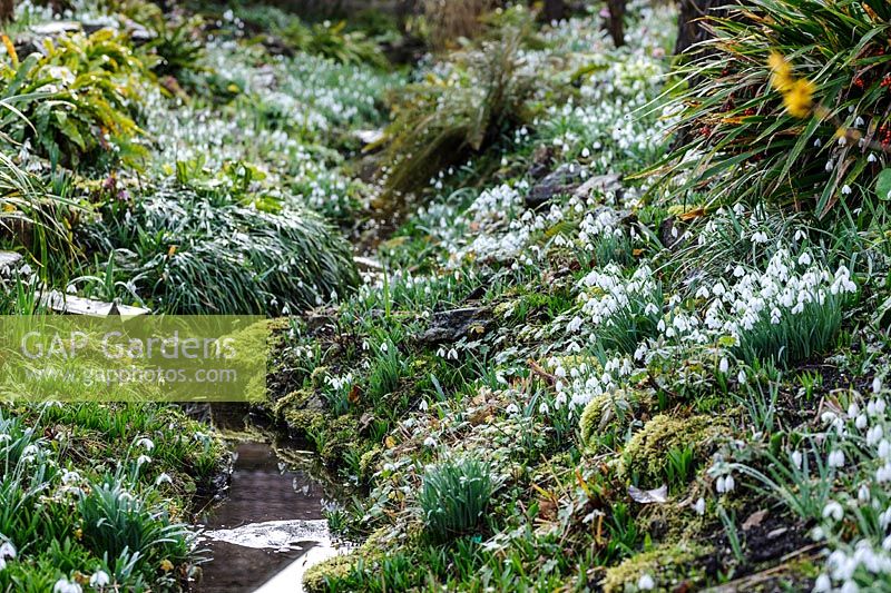 Galanthus - Snowdrop - growing on banks of a ditch 