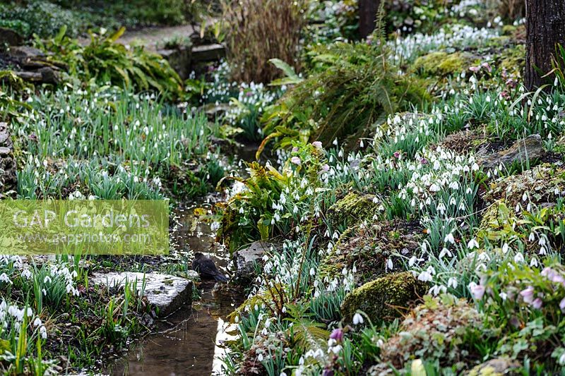 Galanthus - Snowdrop - growing on banks by a ditch 