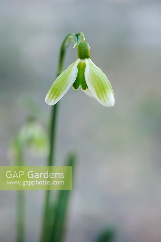 Galanthus 'Green Tear' - Snowdrop