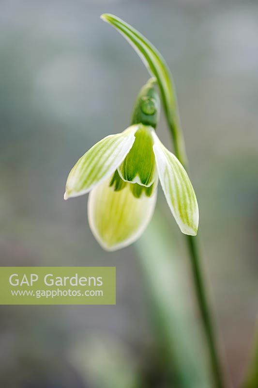 Galanthus elwesii 'Rosemary Burnham' - Snowdrop