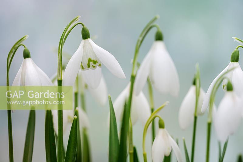 Galanthus nivalis 'Anglesey Abbey' - Snowdrop