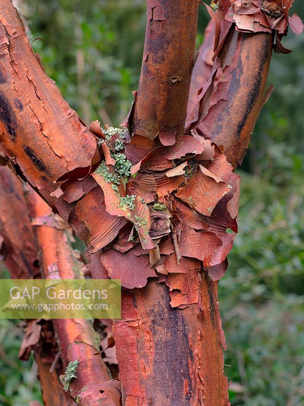 Acer griseum - Paperbark Maple 