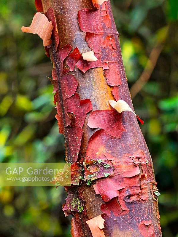Acer griseum - Paperbark Maple  