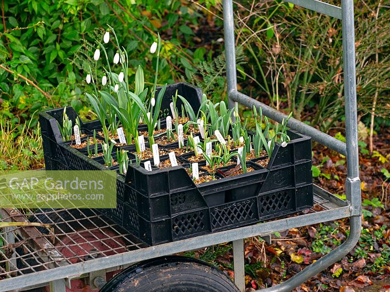 Young Snowdrop seedlings ready for planting out at East Ruston Old Vicarage garden, Norfolk, UK. 