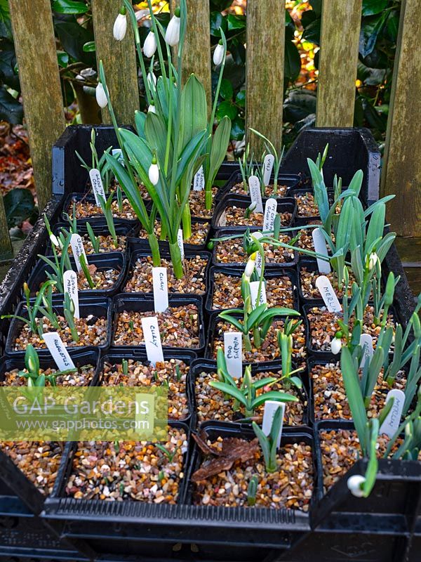 Young Snowdrop seedlings ready for planting out at East Ruston Old Vicarage garden, Norfolk, UK.