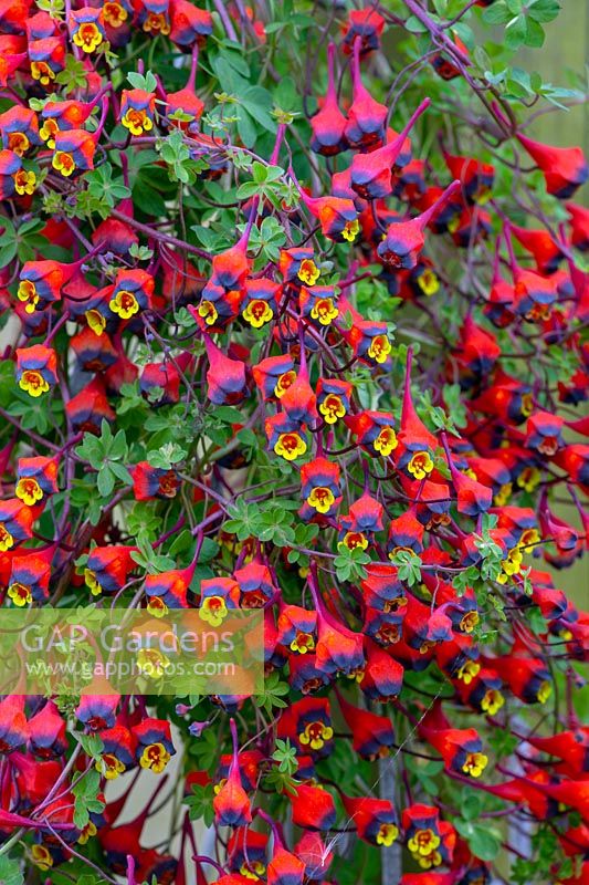 Tropaeolum tricolor - Bolivian nasturtium