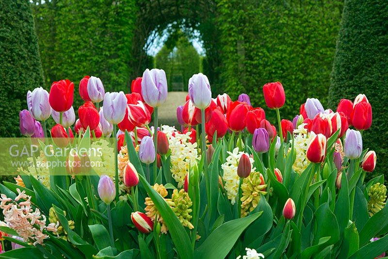 Tulipa and Hyacinthus - Mixed Spring flowers with topiary in Dutch garden, East Ruston Old vicarage Gardens, Norfolk, UK. 