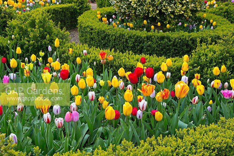 Tulipa 'Rembrandt blend' with topiary in Dutch garden, East Ruston, Old Vicarage Gardens, Norfolk, UK. 