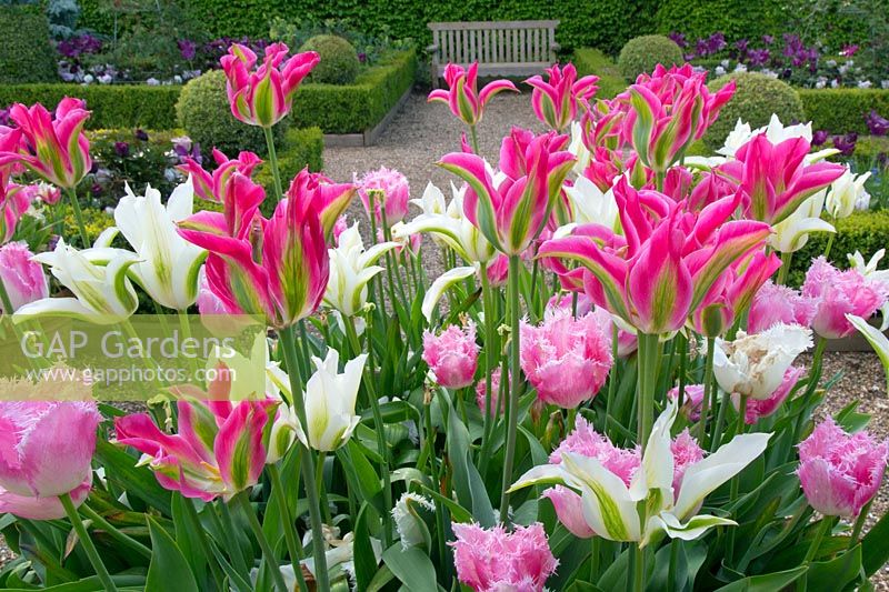 Tulipa 'Cummins', Tulipa 'Huis ten Bosch', Tulipa 'Doll's Minuet' and Tulipa 'Greenstar' in Spring flower bed,  East Ruston Old Vicarage gardens, Norfolk, UK. 