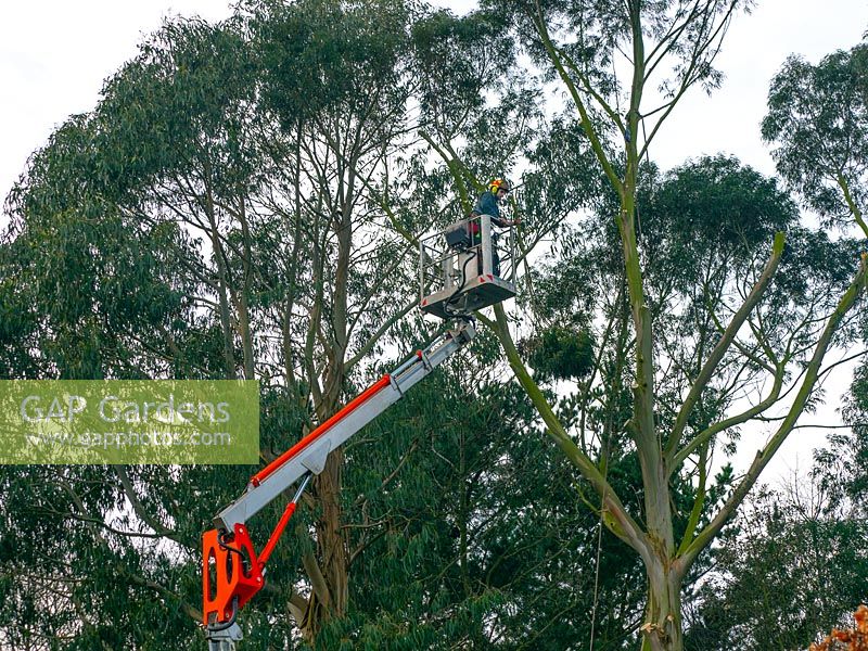 Man cutting branches from Eucalyptus tree, wearing safety harness. Equipment  for tree surgery. 