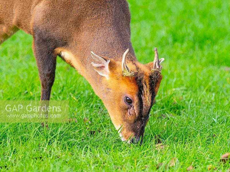 Muntjac Deer - Muntiacus reeves in Norfolk garden