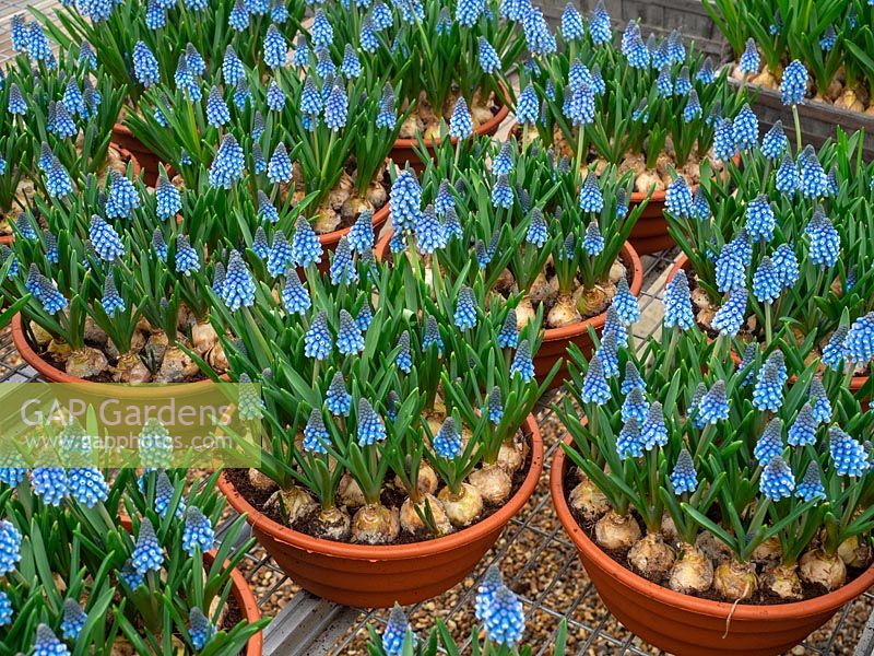Muscari 'Big Smile'  potted up in garden nursery 