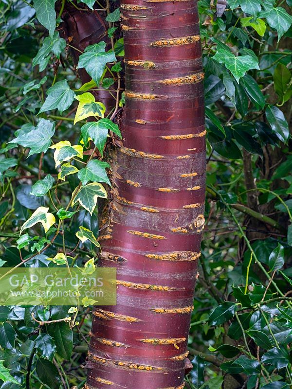 Tibetan Cherry - Prunus serrula showing glossy bark
