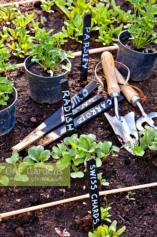 Garden tools and vegetable seedlings