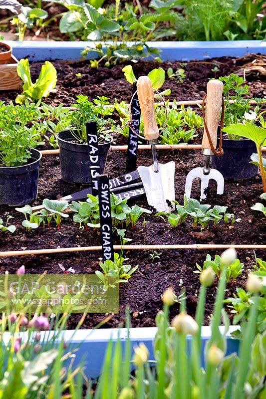 Garden tools and vegetable seedlings.