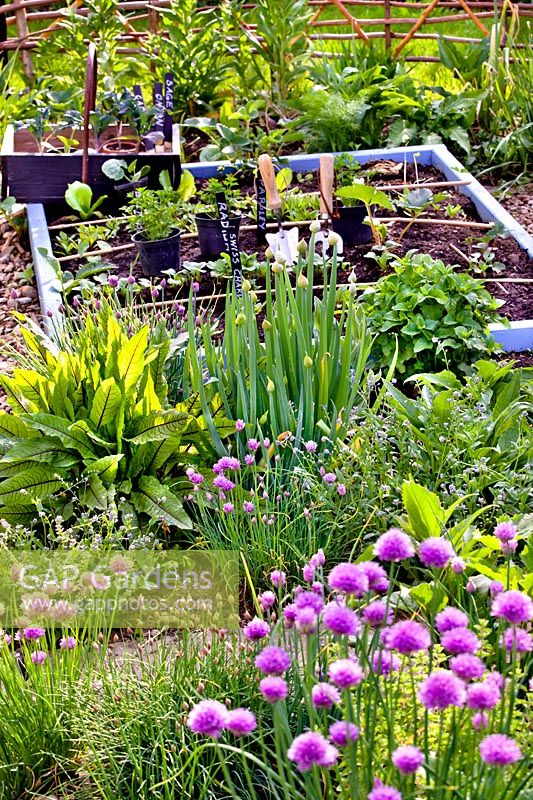 Herb and vegetable beds in early May with Allium schoenoprasum, Allium fistulosum, Rumex and vegetable seedlings.