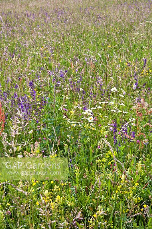 Wild flower meadow on early summer morning. Red clover, meadow clary, field scabies, yellow rattle, ox-eye daisy, euphorbia, buttercup and many grasses.