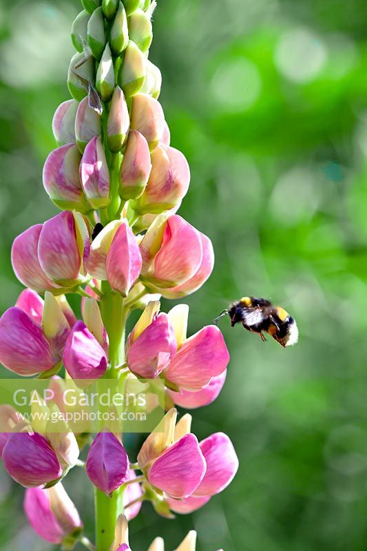 Bumblebee and a lupin flower.