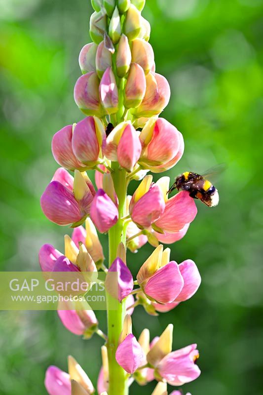 Bumblebee and a lupin flower.