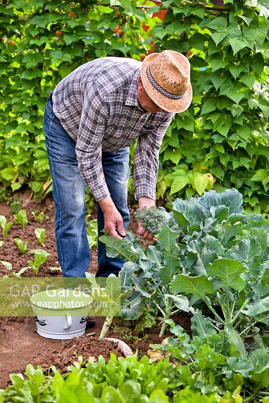 Man picking broccoli in vegetable garden. 