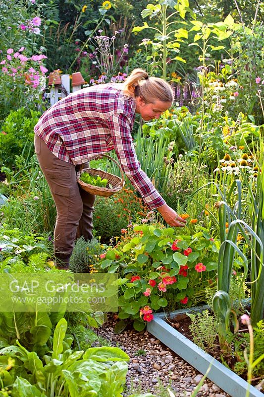 Woman picking herbs and edible flowers - Calendula officinalis.