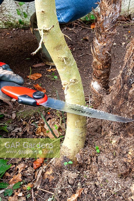Cutting down an unwanted Fraxinus - Ash Tree, sapling using a hand saw prior 