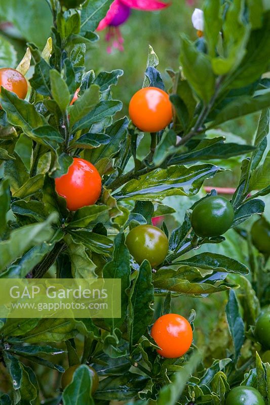 Solanum capsicastrum - Winter Cherry