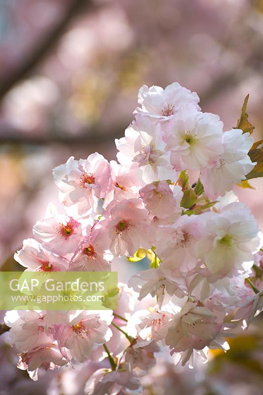 Prunus Kursa - Flowering Cherry