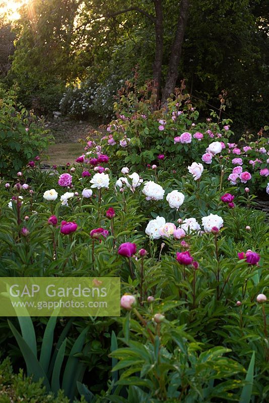 Peony bed in cotswold garden