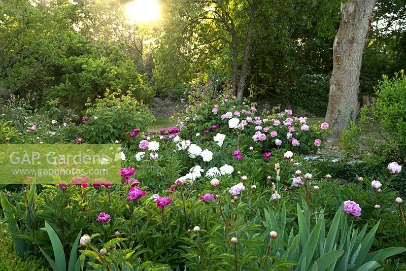Peony and rose bed
