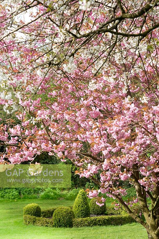 Prunus 'Kanzan' - Cherry blossom 