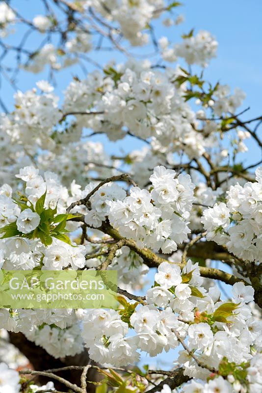 Prunus - White cherry blossom