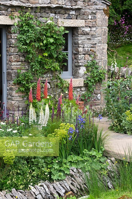 Lupinus 'Terracotta', 'Masterpeice' and 'Noble Maiden' flowering in garden border.