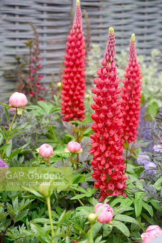 Lupinus 'Beefeater'