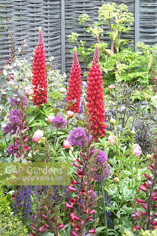 Lupinus 'Beefeater' in border with Peony and Angelica