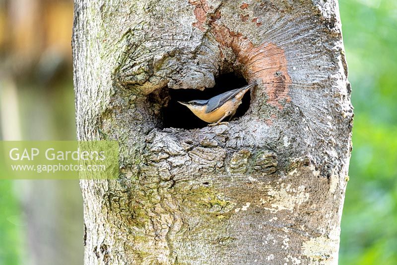 Eurasian nuthatch - Sitta europaea in the hollow of a tree in summer