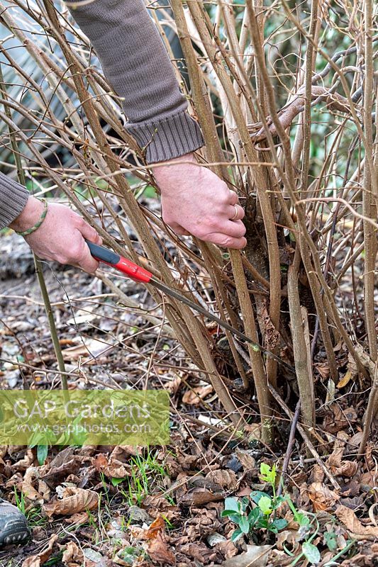 Man cutting stems of Corylus avellana with a hand saw in winter
