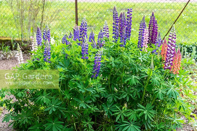 Lupinus polyphyllus - Lupins in bloom 
