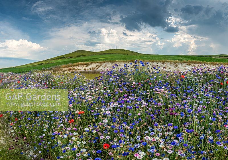 Cornflower blossoms on the edge of a field