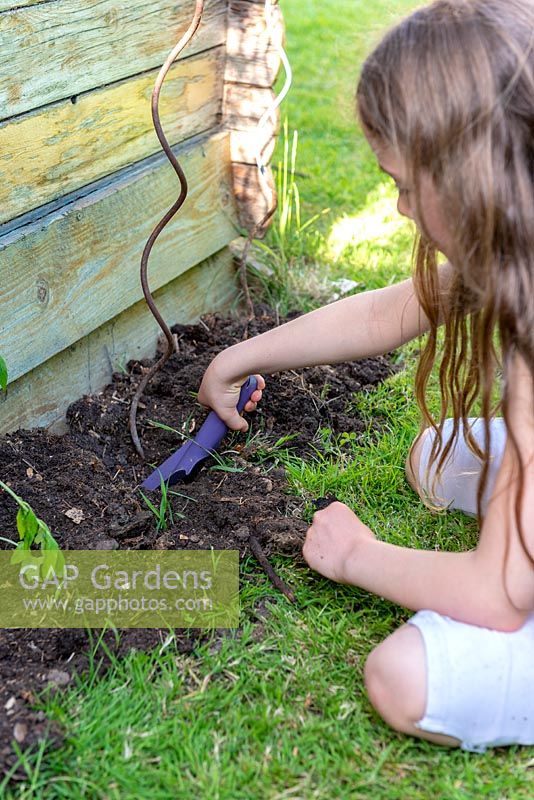 Girl planting a tomato 'Black Crimea'