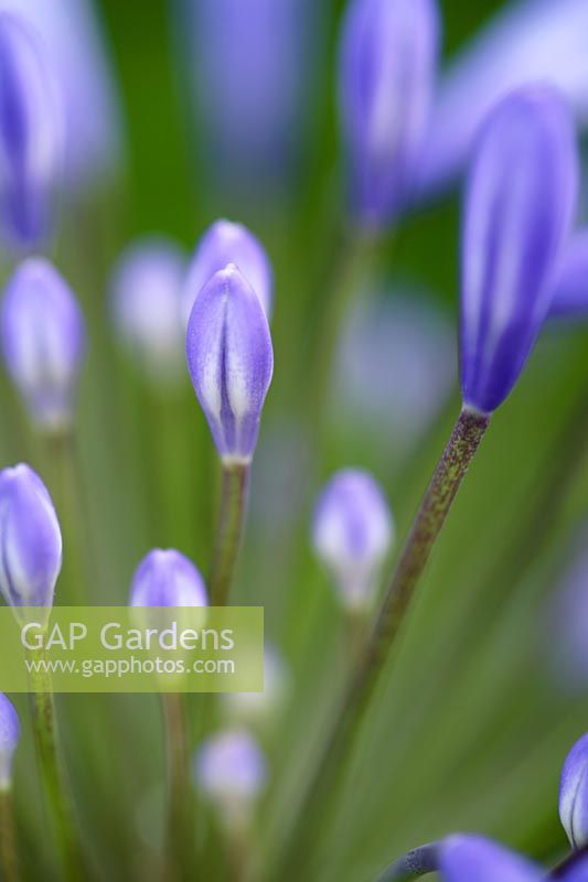 Agapanthus praecox - African lily or Nile Lily