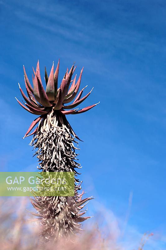 Aloe Ferox - Bitter Aloe, South Africa