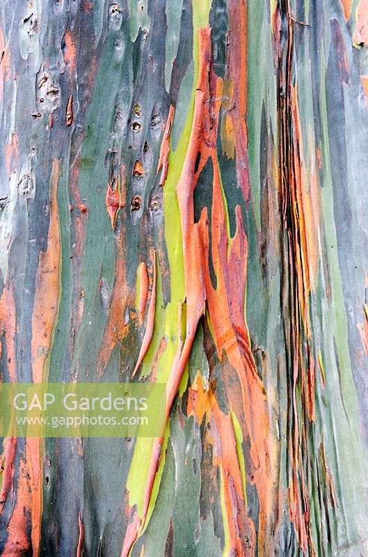 Eucalyptus deglupta bark - Rainbow Eucalyptus, South Africa