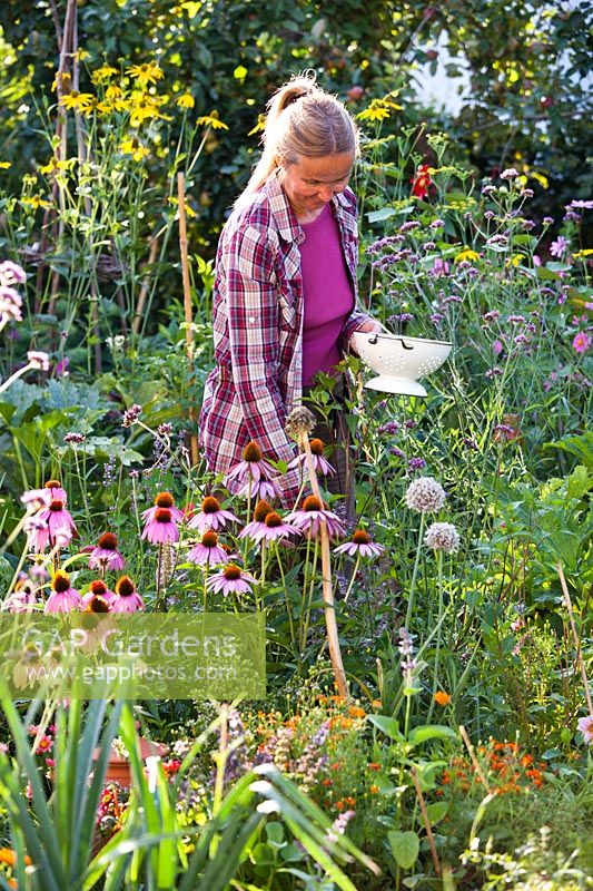 Woman picking herbs in kitchen garden. 