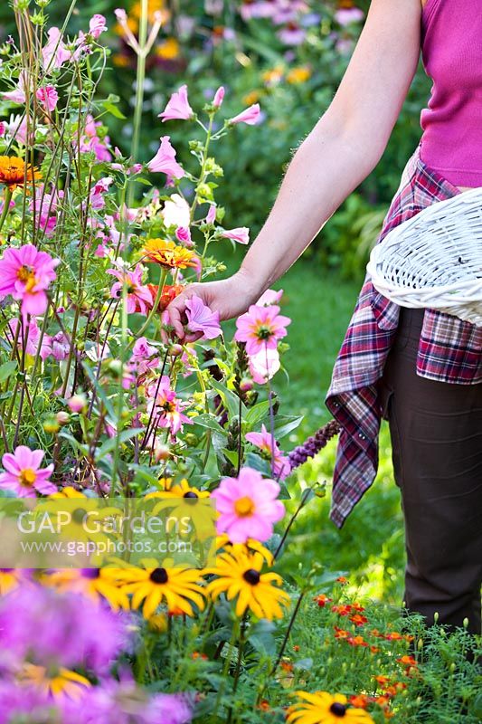 Woman picking flowers - Rose mallow.